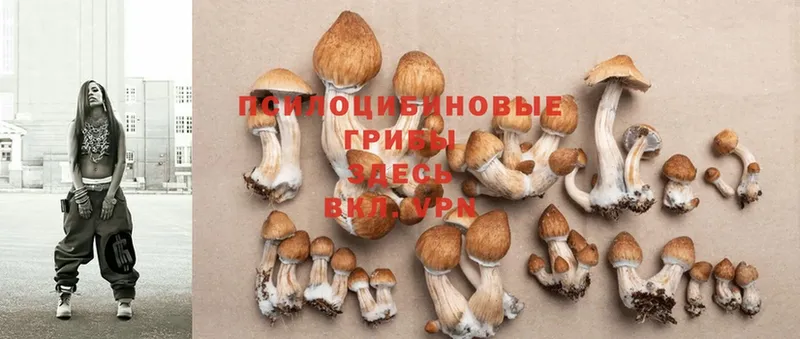 Псилоцибиновые грибы Cubensis  MEGA ссылки  Белореченск 